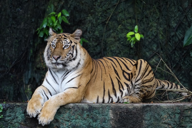 La tigre del Bengala da vicino è un animale bellissimo e pericoloso nella foresta