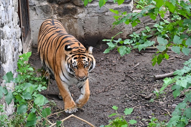 La tigre dell'Amur riposa sui tronchi dopo aver mangiato