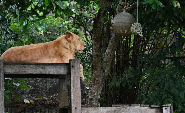 La tigre è una grande tigre nello zoo.