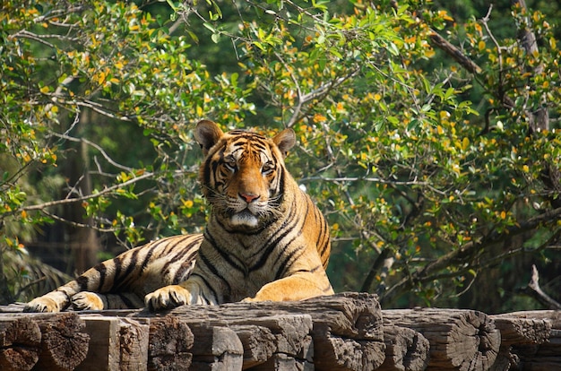 La tigre giace su un tronco di legno