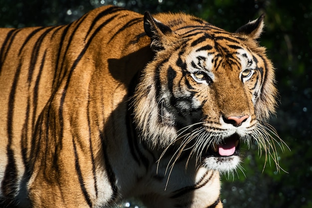 La tigre in cerca di cibo nella foresta