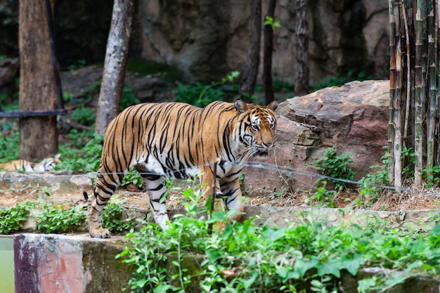 La tigre nello zoo guarda il filo elettrico in cerca di una via d'uscita dalla gabbia