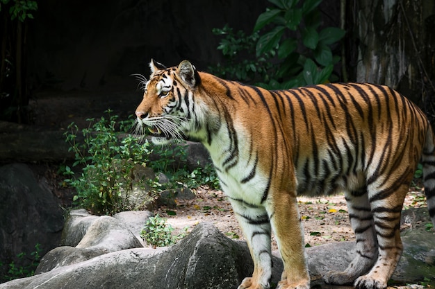 La tigre si alza per guardare qualcosa con interesse.