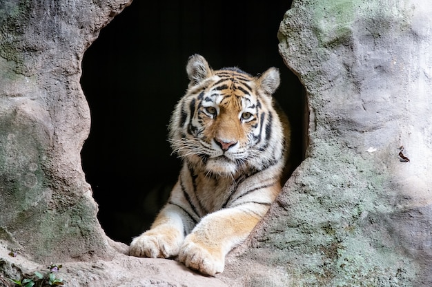 La tigre siberiana conosciuta anche come tigre theamur è una delle 6 popolazioni di tigri ancora esistenti