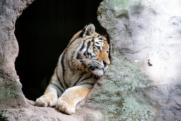 La tigre siberiana conosciuta anche come tigre theamur è una delle 6 popolazioni di tigri ancora esistenti