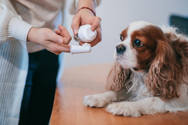 La toelettatrice irriconoscibile si prepara a spazzolare i denti al cane. Cavalier King Charles Spaniel. Attività professionale. Bellezza e salute. Cura del cane. Salone di toelettatura. Animale domestico obbediente.