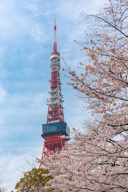 La torre di Tokyo e la fioritura dei ciliegi di Sakura nella stagione primaverile a Tokyo in Giappone