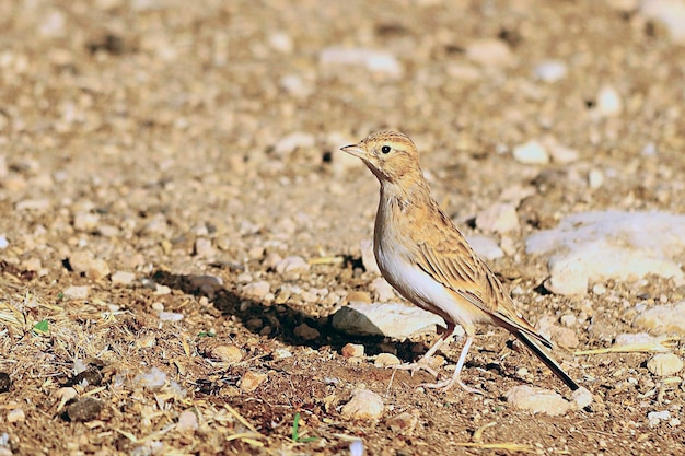 La tortora europea è una specie di uccello columbiforme della famiglia dei columbidi