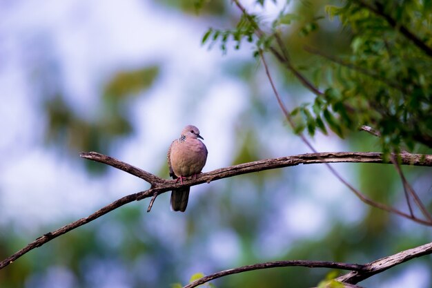 La tortora europea Streptopelia turtur turtur si è appollaiata sul ramo di albero