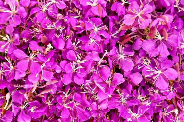 La trama dei fiori di fireweed rosa