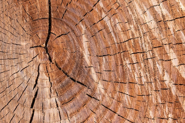 La trama dei tronchi di legno. Elegante sfondo in legno.