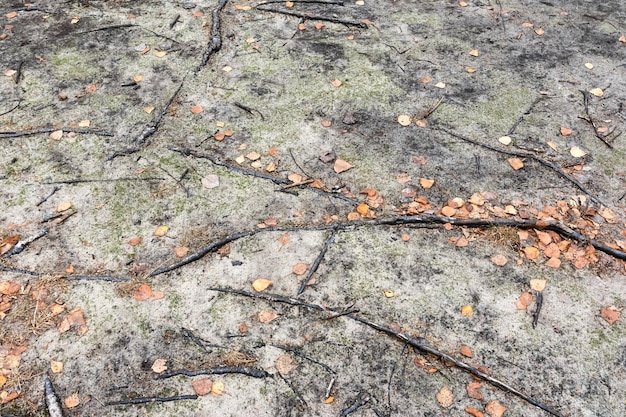 La trama del terreno sabbioso con radici di alberi e fogliame autunnale caduto