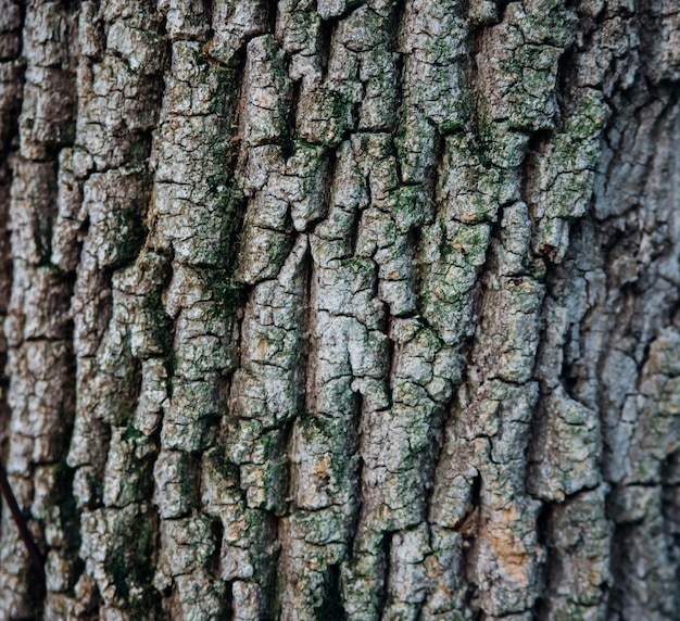 La trama della corteccia di albero Albero nel primo piano del parco Trama di rilievo e sfondo