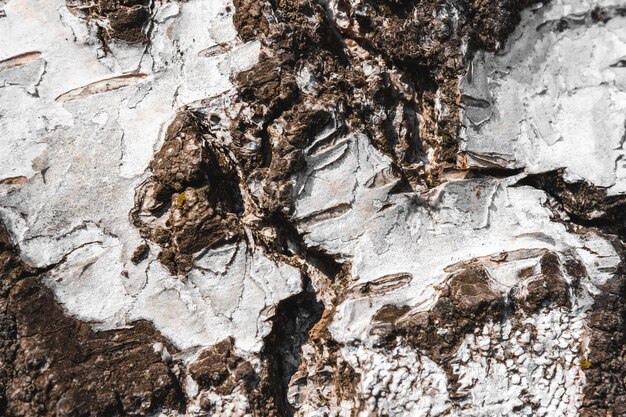 La trama della corteccia di betulla in bianco e nero è ravvicinata.