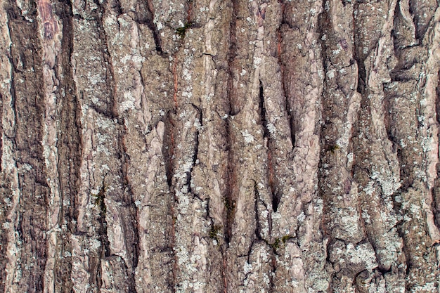 La trama della corteccia di un vecchio albero di close-up. Sfondo astratto per layout.