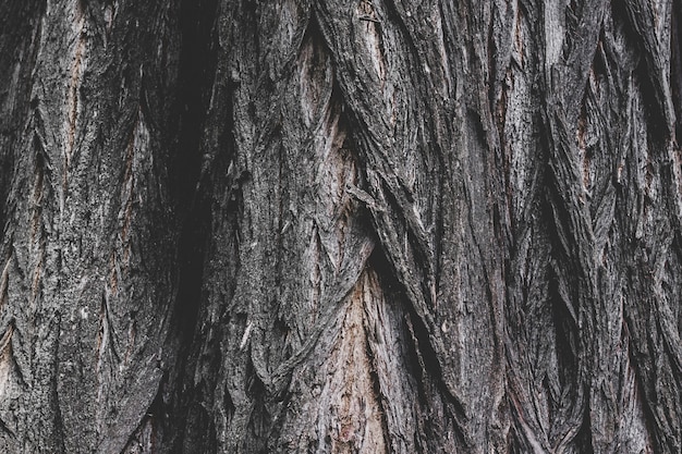 La trama della corteccia di un vecchio albero, lo sfondo della struttura di massa dell&#39;albero.
