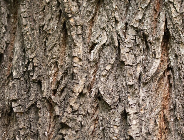 La trama della corteccia di un vecchio albero