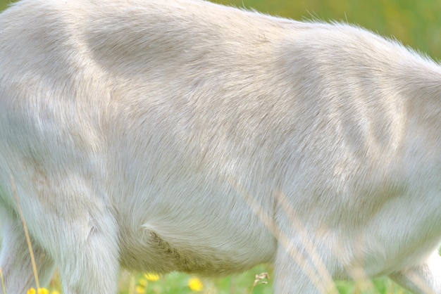 La trama della lana di una capra bianca Pelle di animale bianca