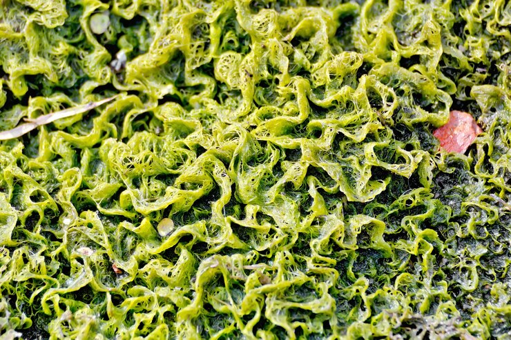 Foto la trama delle piante verdi d'acqua con diversi rifiuti
