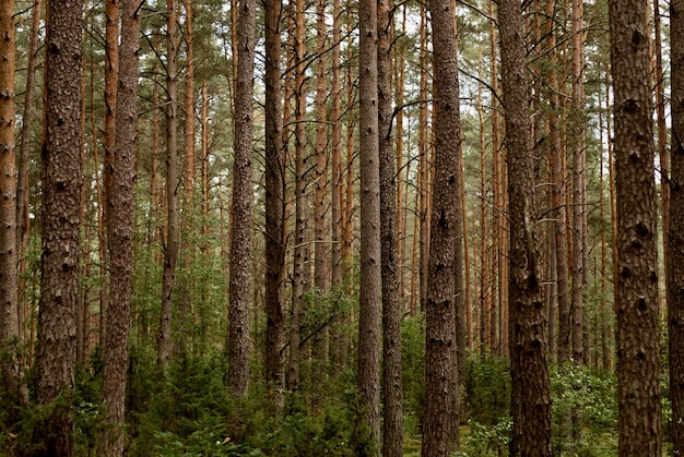 la trama dello sfondo dell'albero della corteccia di pino della corteccia dell'albero