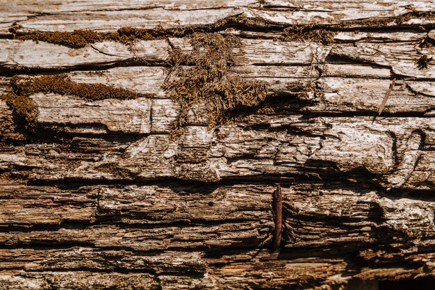La trama di legno vecchio e muschio, trama di corteccia d'albero.