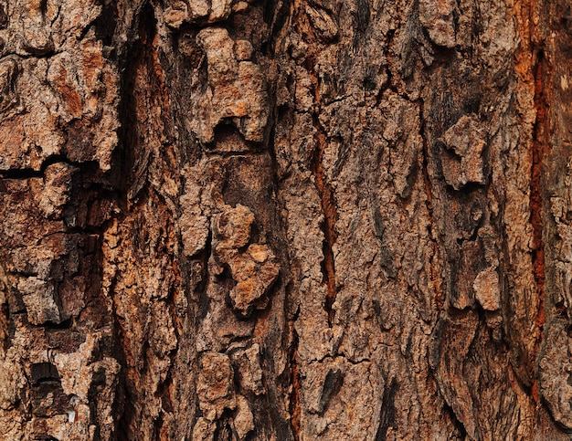 La trama di un albero è molto vicina alla fotocamera.