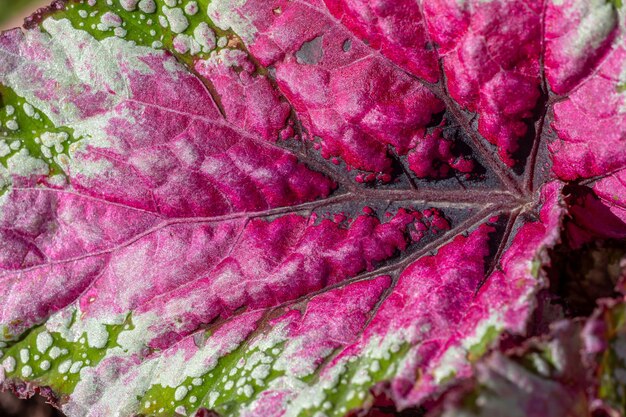 La trama di una foglia rossa insolita di una pianta da giardino in una macrofotografia di una giornata di sole estivo