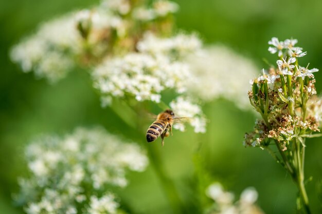 La valeriana e l'ape La Valeriana officinalis è una pianta selvatica dai fiori bianchi