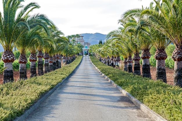 La valle delle palme che porta alle montagneStrada con le palme