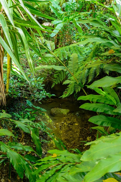 La varie vegetazione, fiori e alberi nella foresta tropicale nel Parco Yanoda, città di Sanya. Isola di Hainan, Cina.