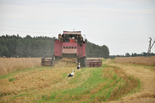 La vecchia mietitrice rurale raccoglie il grano maturo nel campo.