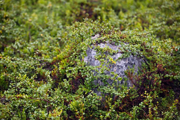 La vegetazione della tundra