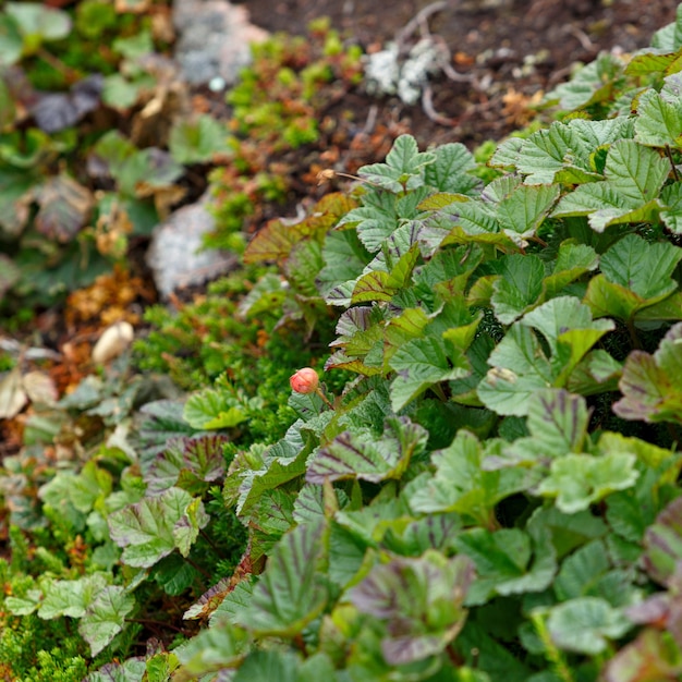 La vegetazione della tundra