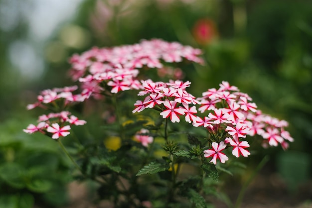 La verbena biancorossa fiorisce in estate nel giardino