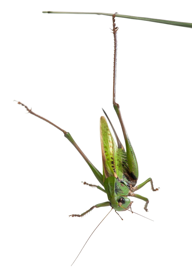Foto la verruca femmina (decticus verrucivorus) è un cespuglio-cricket