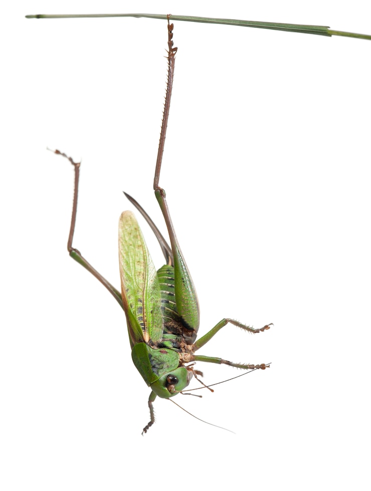Foto la verruca femmina (decticus verrucivorus) è un cespuglio-cricket