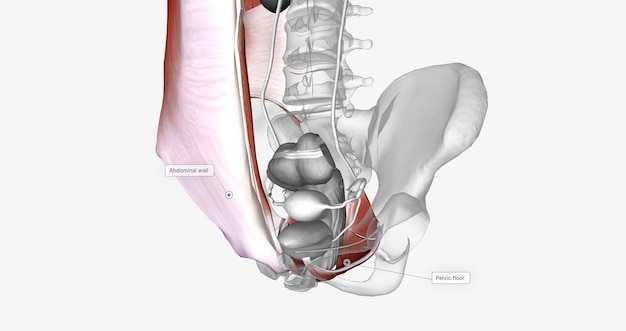 La vescica urinaria è circondata dai muscoli che costituiscono la parete addominale e il pavimento pelvico