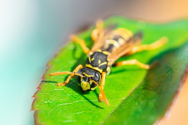 La vespa è seduta su foglie verdi La pericolosa vespa comune a strisce gialle e nere si siede su fogliex9