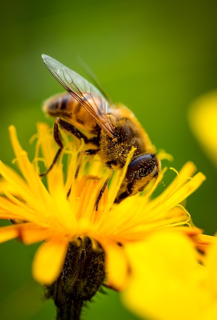 La vespa raccoglie il nettare dal fiore crepis alpina