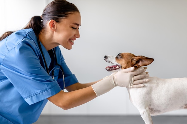 La veterinaria sorride a Jack Russell durante l'esame in clinica.