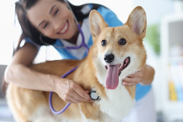 La veterinaria sorridente ascolta il battito cardiaco del cane welsh corgi con l'animale stestoscope