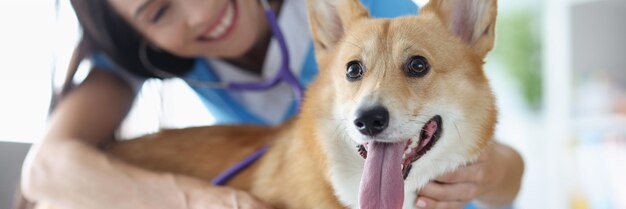 La veterinaria sorridente ascolta il battito cardiaco del cane welsh corgi con l'animale stestoscope