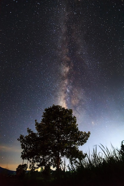 La Via Lattea sopra l'ombra di un albero Fotografia a lunga esposizione con grana