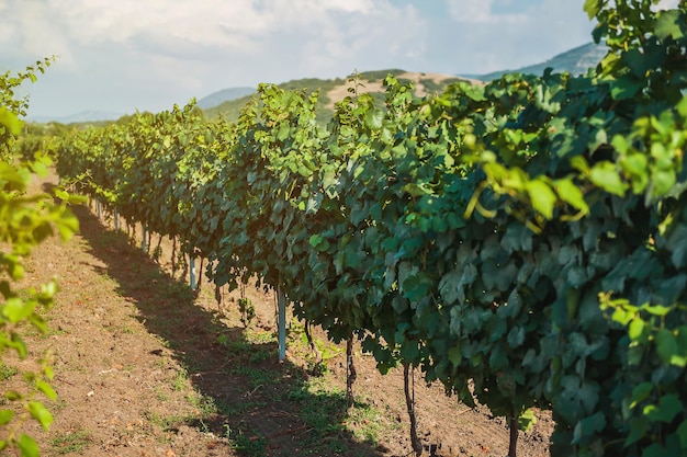 La vigna al tramonto d'estate