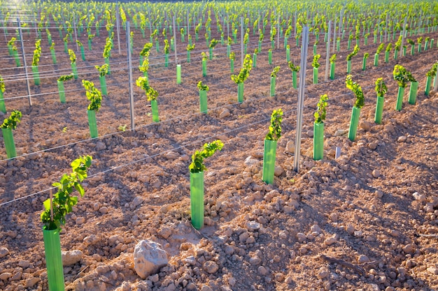 La vigna germoglia le viti dell&#39;uva del bambino in una fila