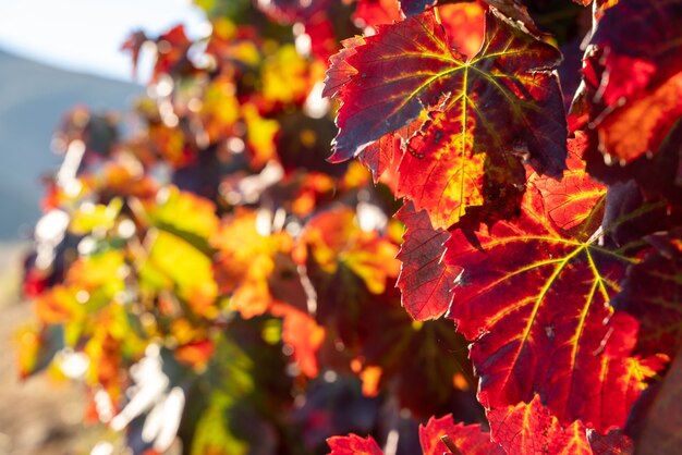 La vigna lascia la trama nei colori autunnali.