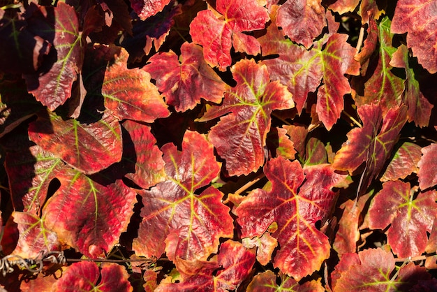 La vigna lascia la trama nei colori autunnali.