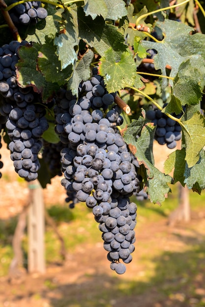 La vigna pronta a produrre vino