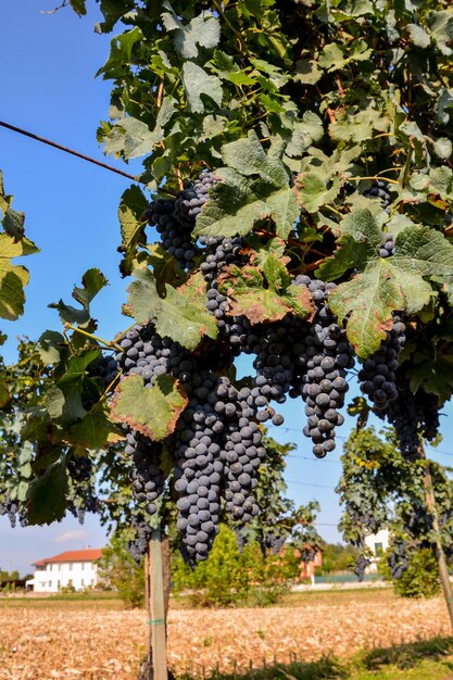 La vigna pronta a produrre vino