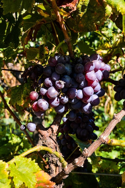 La vigna pronta a produrre vino